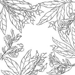 Cardamon Branch with Flowers, Berries and Leaves Outline Frame. Vector isolated for design or decoration.
