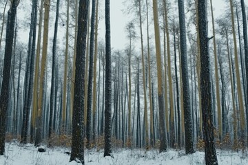 Obraz premium Tranquil winter forest with snow-covered trees in frosty landscape