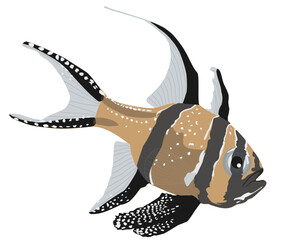 Banggai cardinalfish isolated on white background, profile view. Pterapogon kauderni tropical fish cutout icon, side view. Striped small exotic saltwater fish, vector flat design eps 10