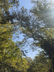 Beautiful trees in the forest