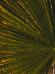 Obraz premium The leaves of the palm tree