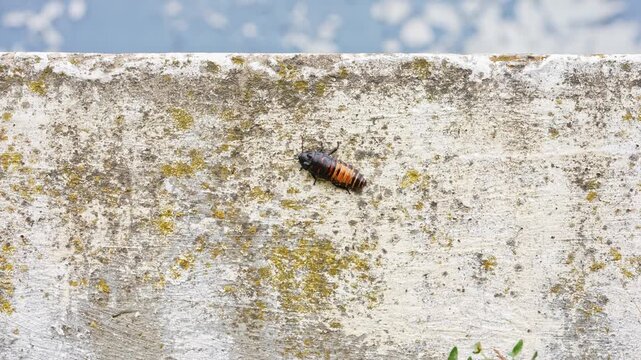 Big black madagascar cockroach crawling and running in natural habitat, insect wildlife documental footage, close up shot of cockroach climbing on the wall outdoors.