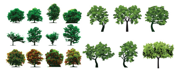 Collection of tree isolated on a white background Each species of trees A tree with green leaves