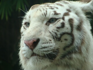 Fototapeta premium Majestic white tiger head extreme close-up, showing intense eyes