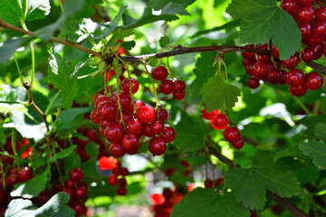 Red Currant Berries on Branch A Close-Up with sunlight