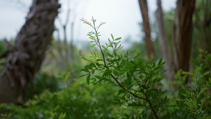 Vibrant green plant with compound leaves against a background of trees and foliage, found outdoors in spain, showcasing nature's lush diversity in a serene setting.