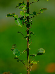 Obraz premium Beautiful green plants in the forest