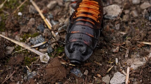 Big black cockroach crawling and running in natural habitat, insect wildlife documental footage, close up shot of cockroach crawling on the soil outdoors.