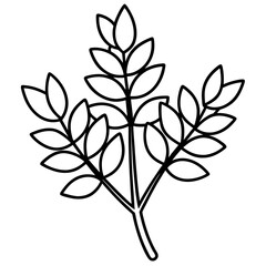 Fenugreek line art vector