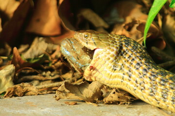 snake close up macro photography