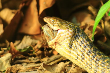 snake close up macro photography
