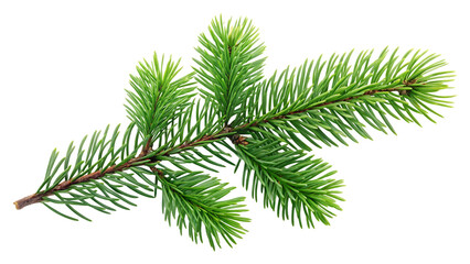 Obraz premium artistic pine tree branch, verdant watercolor green isolated on white illustration, delicate botany wood decoration nature, botanical woodland evergreen, natural decorative foliage 21270404 1