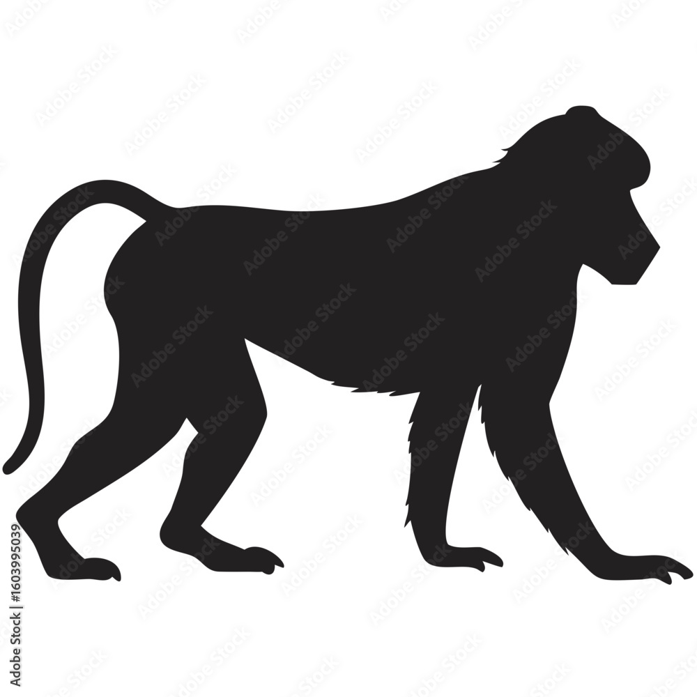 Poster silhouette of a baboon walking with its long tail curved upwards and visible on a white background c