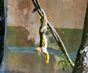 Small Monkey Hanging by Tail from Tree Limb