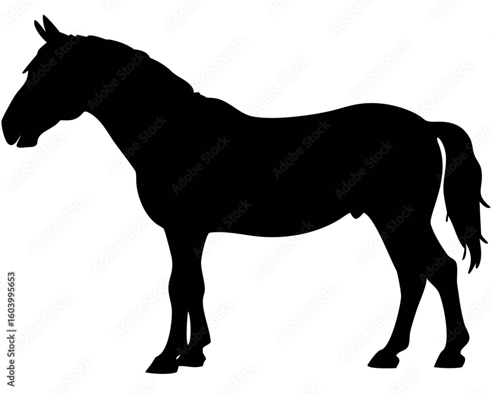 Poster silhouette of a standing horse with a long mane and tail in a side view on a white background image 
