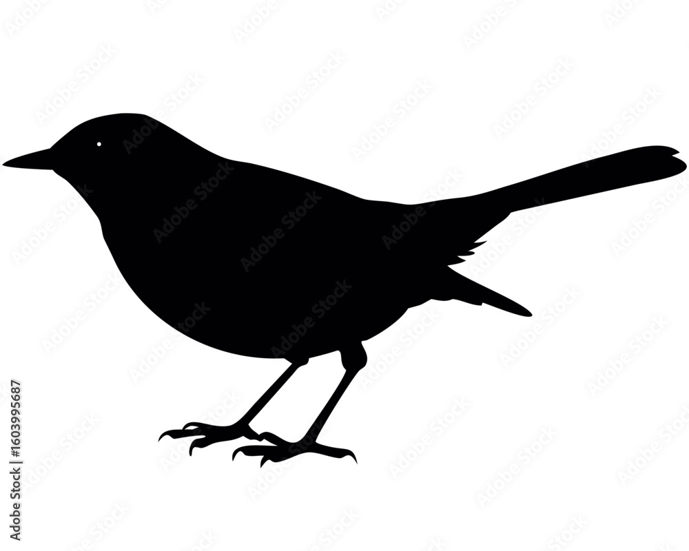 Poster silhouette of a small bird with a long tail and thin legs standing against a white background view c