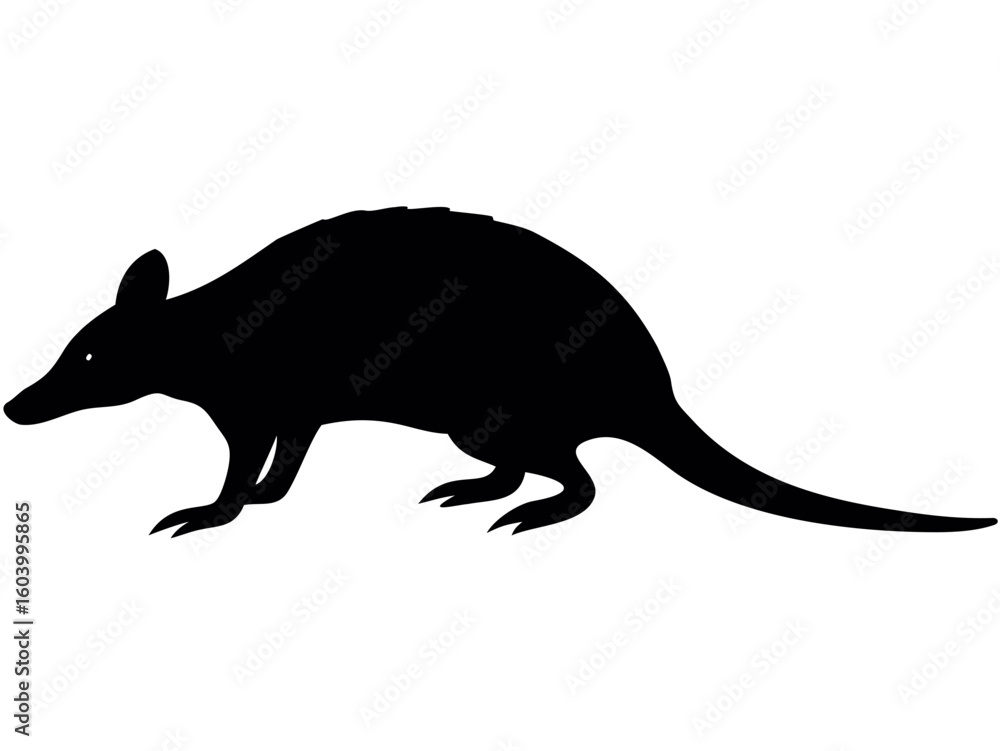 Poster silhouette of a bandicoot with pointy nose and tail standing on four legs isolated on white backgrou