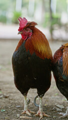 Rooster standing outdoors on sunny day surrounded by natural environment, showcasing vibrant plumage and poised demeanor.