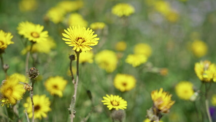 Vibrant yellow crepis flowers blooming in a sunny torrevieja field illustrating the beauty of spanish nature during a bright outdoor day.