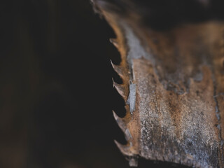 The dry, spiky leaf of a palm tree
