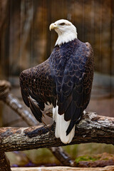 Bald Eagle Perched Proudly on Thick Branch