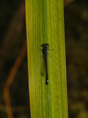 blue dragonfly on a leaf