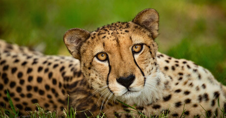 Cheetah Resting in Grass with Focused Gaze