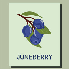 Juneberry Poster, Forest Fruit Illustration, Flat Botanical Design, Wild Saskatoon Fruit Card