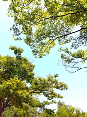夏の公園の欅と青空