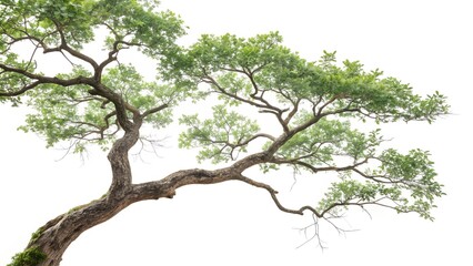 Serene Branching: A solitary tree branch extends gracefully, its textured bark and vibrant leaves creating a serene and inviting atmosphere in the embrace of the surrounding atmosphere.