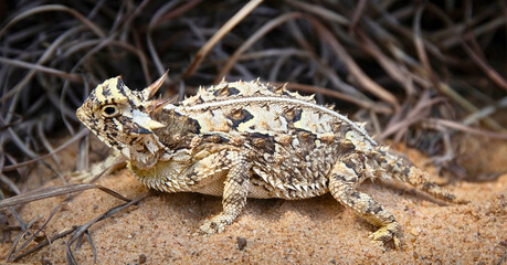 Texas Horned Lizard in Camouflage on Rock