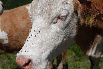 Cattle in Rural Setting: Detail of a Cow with Flies and Numbered Ear Tag