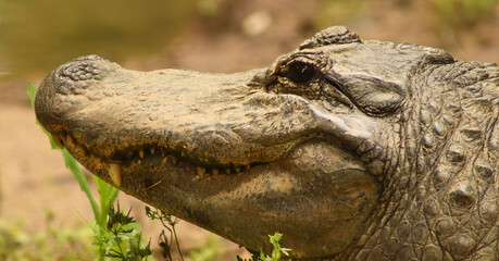American Alligator Partially Submerged Near Shore