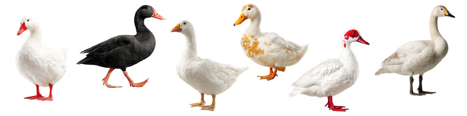Various Species of Ducks Standing in a Row On transparent background