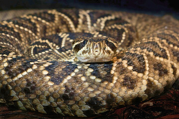 Eastern Diamondback Rattlesnake Coiled in Enclosure