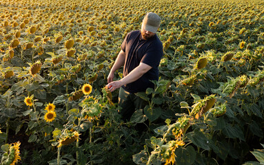 Young farmer standing in sunflower field