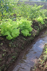 Fresh Lettuce Plants In A Fertile Garden With Running Water