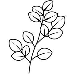 Fototapeta premium Eucalyptus line art vector