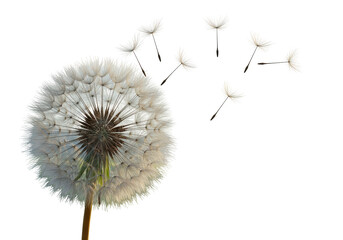 Isolated Dandelion Clock with Seeds Dispersing in the Wind