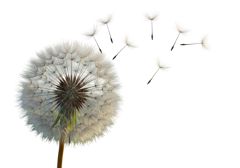 Isolated Dandelion Clock with Seeds Dispersing in the Wind