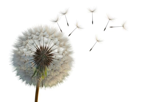 Isolated Dandelion Clock with Seeds Dispersing in the Wind