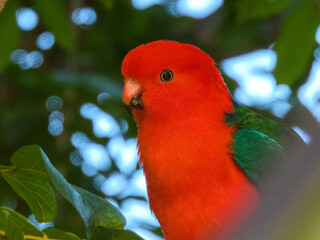 Australian King-Parrot (Alisterus scapularis) in Australia