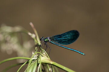 Libellule demoiselle