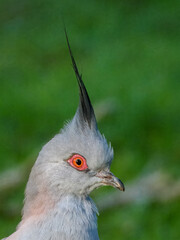 Crested Pigeon (Ocyphaps lophotes) in Australia