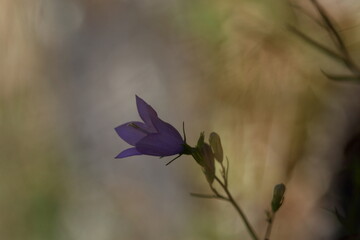 Campanule