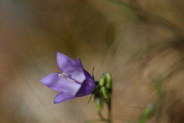 Campanule