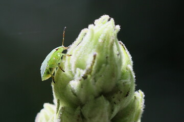 Punaise verte
