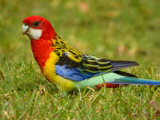 Eastern Rosella (Platycercus eximius) in Australia
