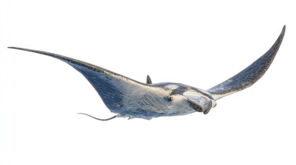 Obraz premium Elegant manta ray gliding seamlessly through clear ocean waters expanse