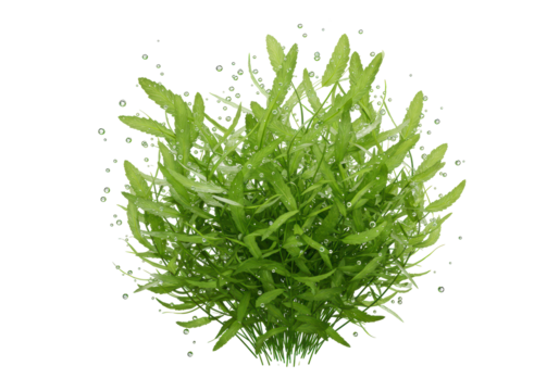Isolated Fresh Green Aquatic Plant with Bubbles